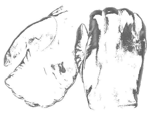 Frisker K Leather Gloves